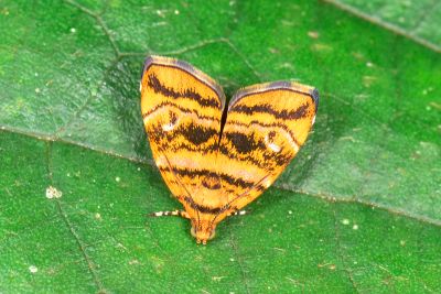 土紋桑舞蛾 Choreutis amethystodes 性別不明