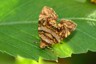 霧紋桑舞蛾 Choreutis ophiosema