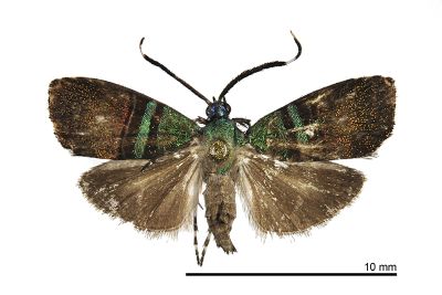 綠紋閃舞蛾 Saptha beryllitis 雄蟲