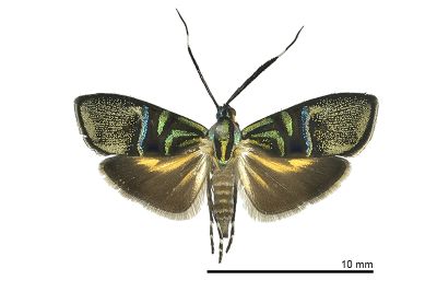 叉紋閃舞蛾 Saptha divitiosa 雌蟲