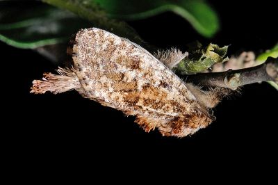 擬蠹蛾 Marcopoloia discipuncta 雄蟲