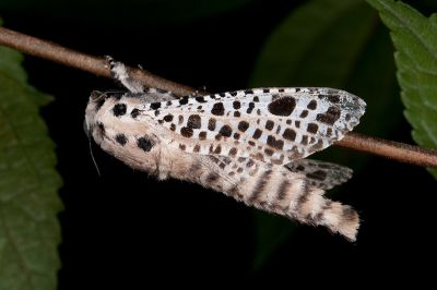 褐斑豹蠹蛾 Rapdalus pardicolor 雄蟲