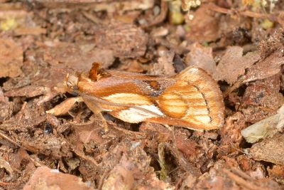 寬翅楝蛾 Aeolanthes brochias 雄蟲