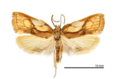 寬翅楝蛾 Aeolanthes brochias 雄蟲