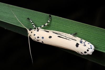 線紋篩蛾 Ethmia lineatonotella
