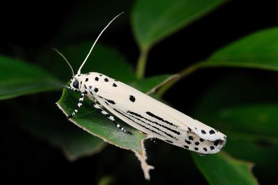 線紋篩蛾 Ethmia lineatonotella
