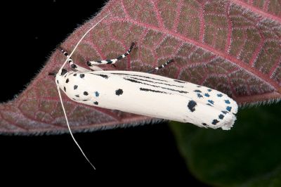 線紋篩蛾 Ethmia lineatonotella