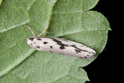 寡斑篩蛾 Ethmia zygospila 雄蟲