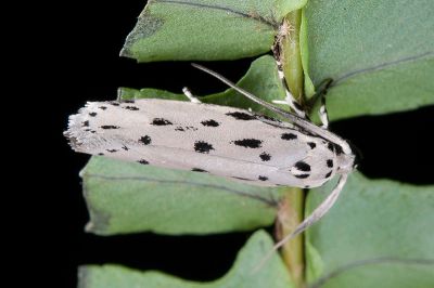 國姓篩蛾 Ethmia susa 雄蟲