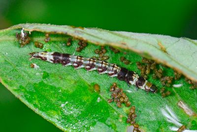 黑斑棕旋蛾 Dichomeris loxospila