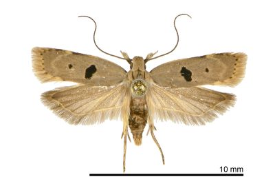 黑斑棕旋蛾 Dichomeris loxospila 雄蟲