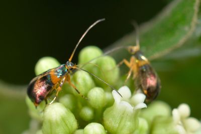 駝翅日逐蛾 Epicroesa metallifera 性別不明