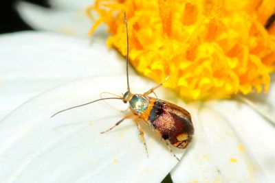 駝翅日逐蛾 Epicroesa metallifera 性別不明