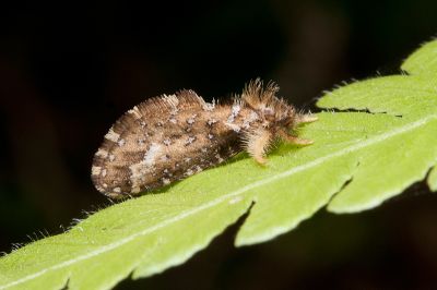 巒大古蝠蛾 Ogygioses caliginosa