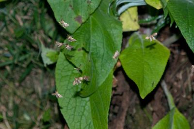 巒大古蝠蛾 Ogygioses caliginosa 性別不明