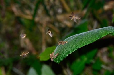 巒大古蝠蛾 Ogygioses caliginosa 性別不明