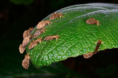 巒大古蝠蛾 Ogygioses caliginosa 性別不明