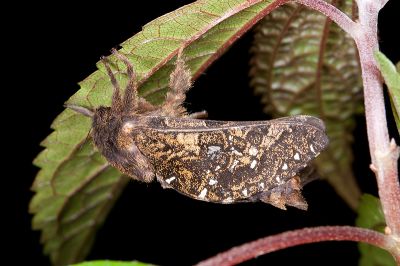 臺灣蝠蛾 Hepialiscus taiwanus 雄蟲