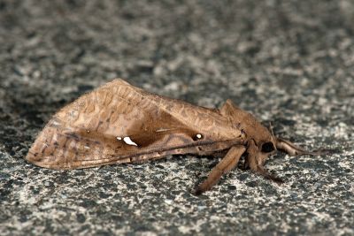 中華大蝠蛾 Endoclita sinensis 雌蟲