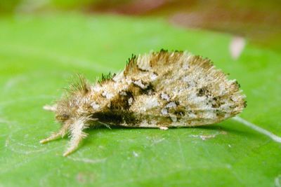 一色氏古蝠蛾 Ogygioses issikii 雄蟲