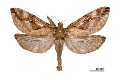 中華大蝠蛾 Endoclita sinensis 雄蟲