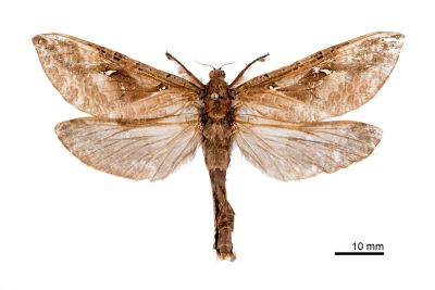 中華大蝠蛾 Endoclita sinensis 雌蟲