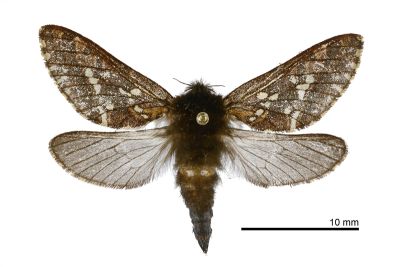 臺灣蝠蛾 Hepialiscus taiwanus 雄蟲
