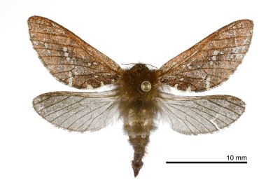 臺灣蝠蛾 Hepialiscus taiwanus 雄蟲