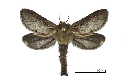 北埔長鬚蝠蛾 Palpifer hopponis 雄蟲