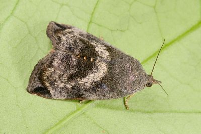 柚木駝蛾 Hyblaea puera 雄蟲
