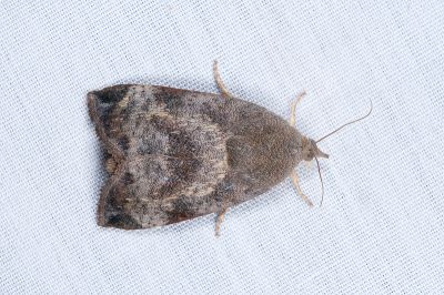 柚木駝蛾 Hyblaea puera 雄蟲