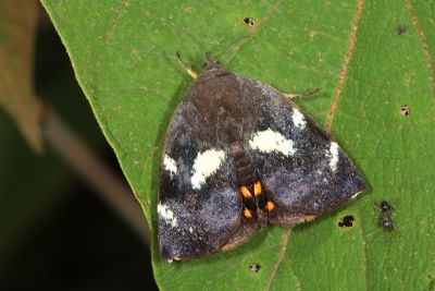白星駝蛾 Hyblaea constellata 雌蟲