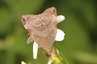 柚木駝蛾 Hyblaea puera 雄蟲
