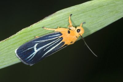 黃肩奇蛾 Birthana taiwana 雄蟲