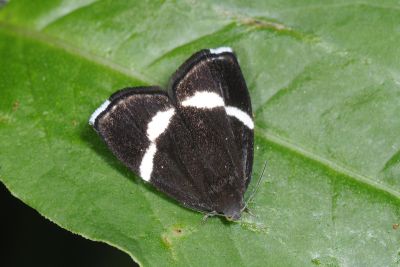 Alampla arcifraga