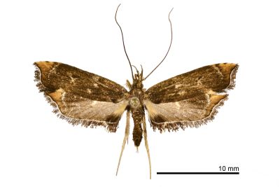 Nosphistica acriella 雌蟲