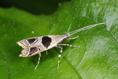 塊三角折角蛾 Deltoplastis commatopa