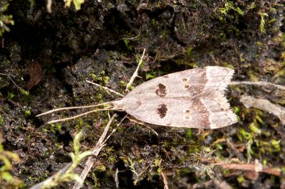葉三角折角蛾 Deltoplastis lobigera
