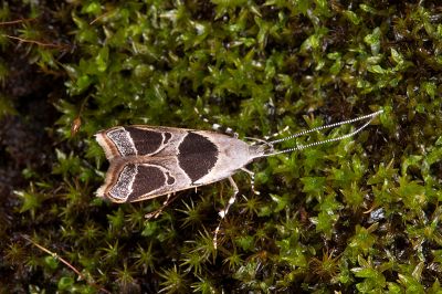 塊三角折角蛾 Deltoplastis commatopa