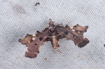 Nosphistica fenestrata