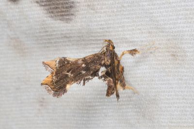 Nosphistica acriella 雌蟲