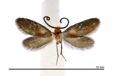 有田氏古小翅蛾 Palaeomicroides aritai