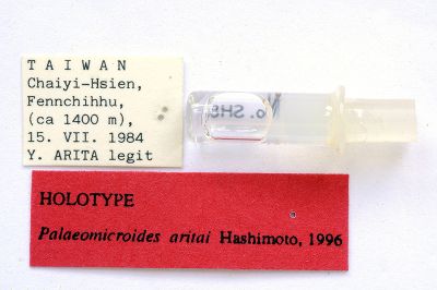 有田氏古小翅蛾 Palaeomicroides aritai