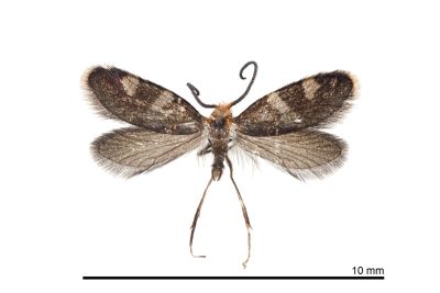 鞍馬山斑小翅蛾 Paramartyria anmashana 雄蟲