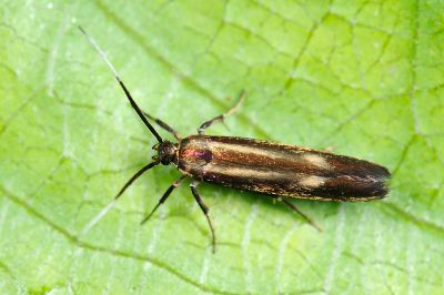 紫閃異角蛾 Lamprystica purpurata