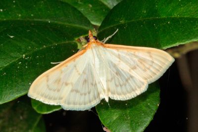 Hodebertia testalis 雌蟲