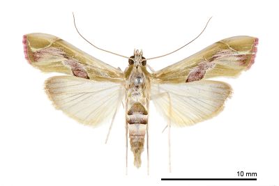 華麗野螟蛾 Agathodes ostentalis 雌蟲