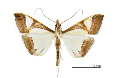 Agrioglypta eurytusalis 雌蟲