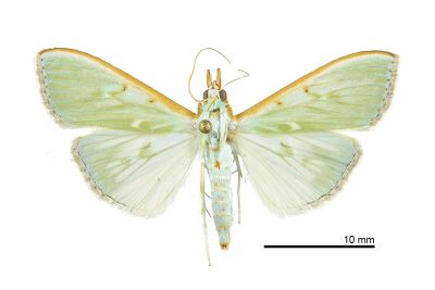 Arthroschista hilaris 雌蟲