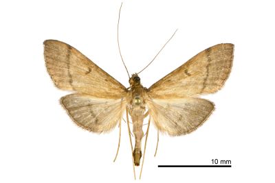 Bradina atopalis taiwanensis 雄蟲